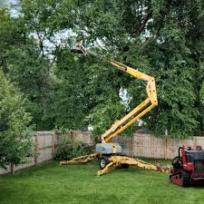 Best Hazardous Tree Removal  in Burnet, TX