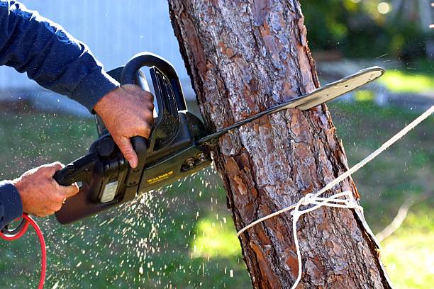 Best Tree Maintenance Programs  in Burnet, TX