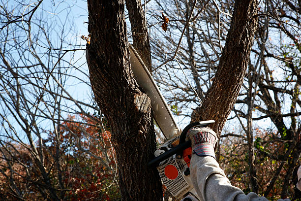 Best Tree Trimming and Pruning  in Burnet, TX