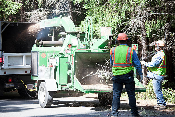 Best Tree Removal Service  in Burnet, TX