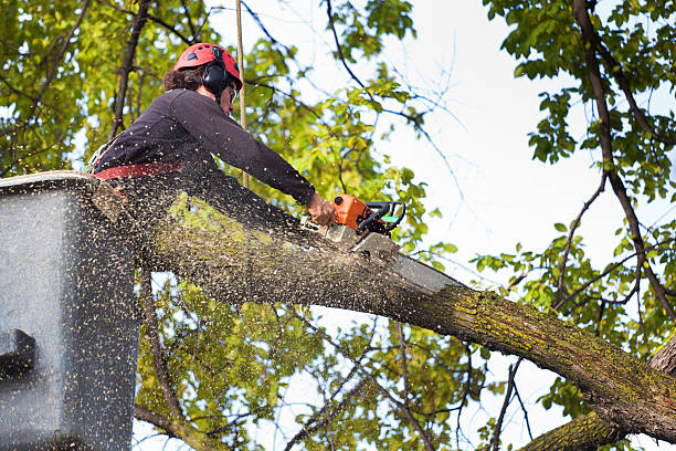 Best Fruit Tree Pruning  in Burnet, TX