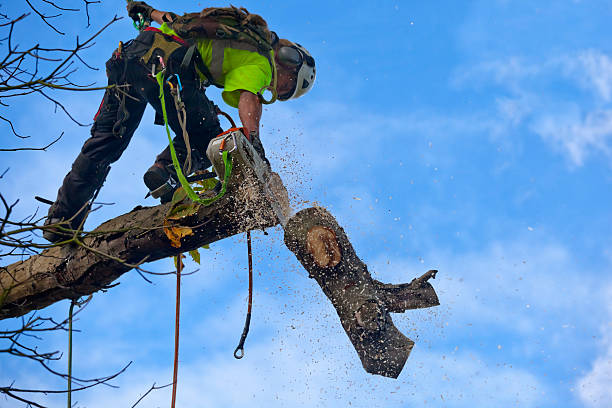 How Our Tree Care Process Works  in  Burnet, TX