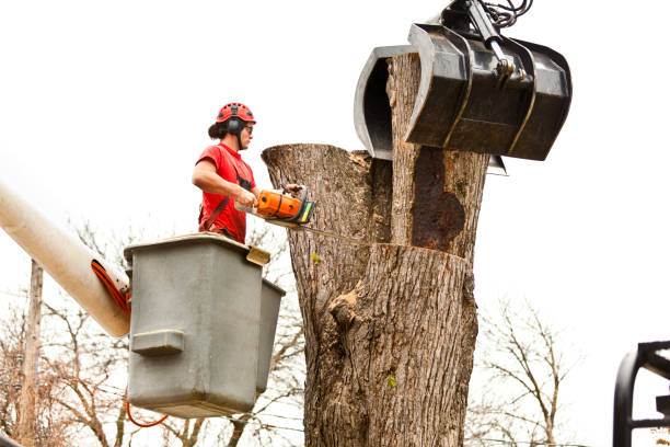 Best Stump Grinding and Removal  in Burnet, TX