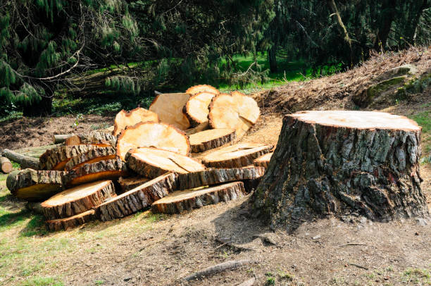 Best Tree Removal Service  in Burnet, TX